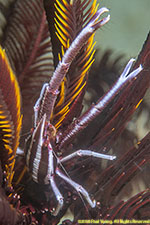 squat lobster